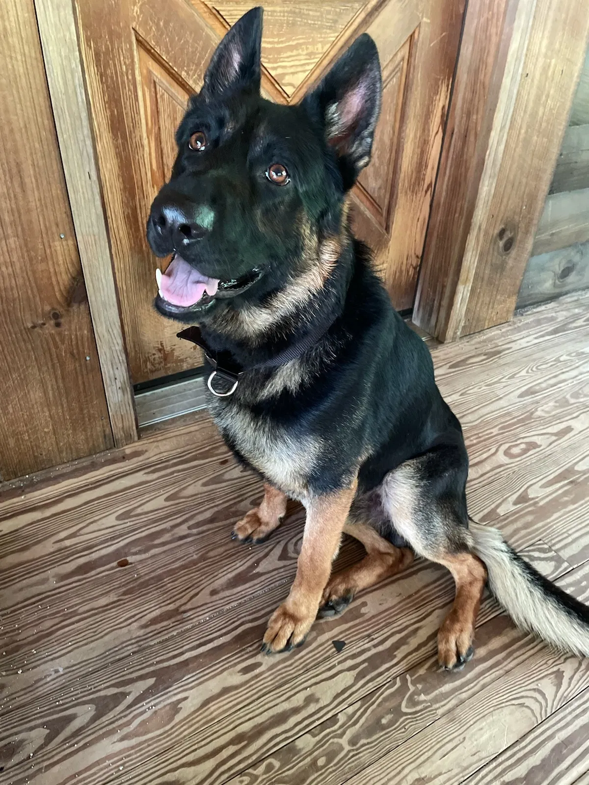 Lost dog in Orient, OH, 43146