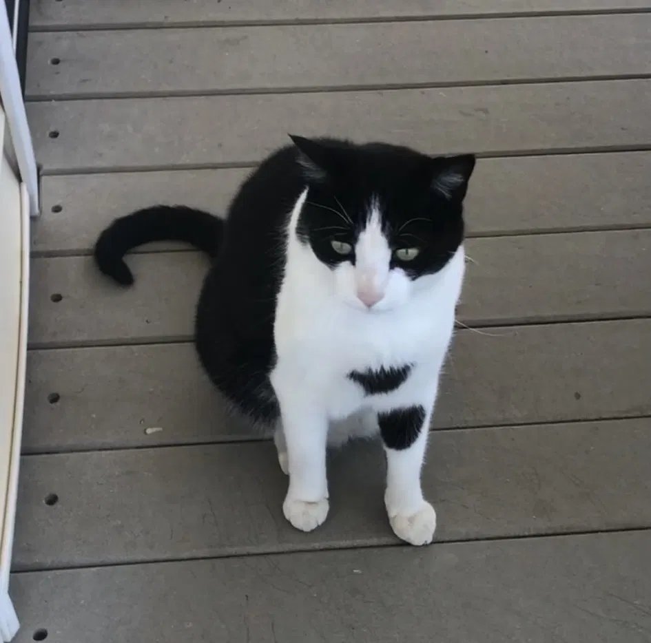 Lost cat in Temecula, CA, 92590