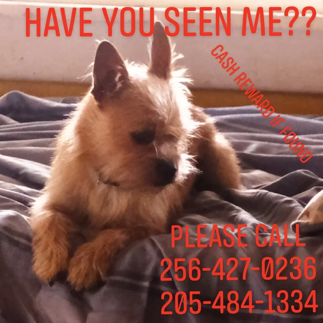 Lost dog in Huntsville, AL, 35805