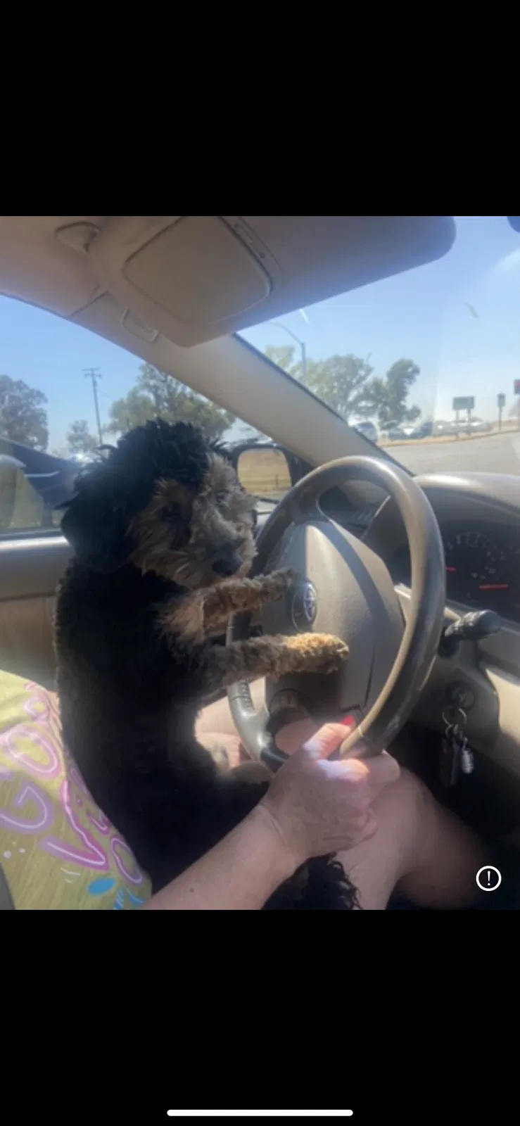 Lost dog in Tracy, CA, 95376