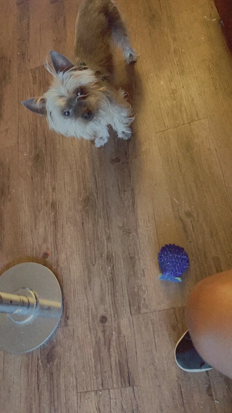 Lost dog in Fayetteville, NC, 28314