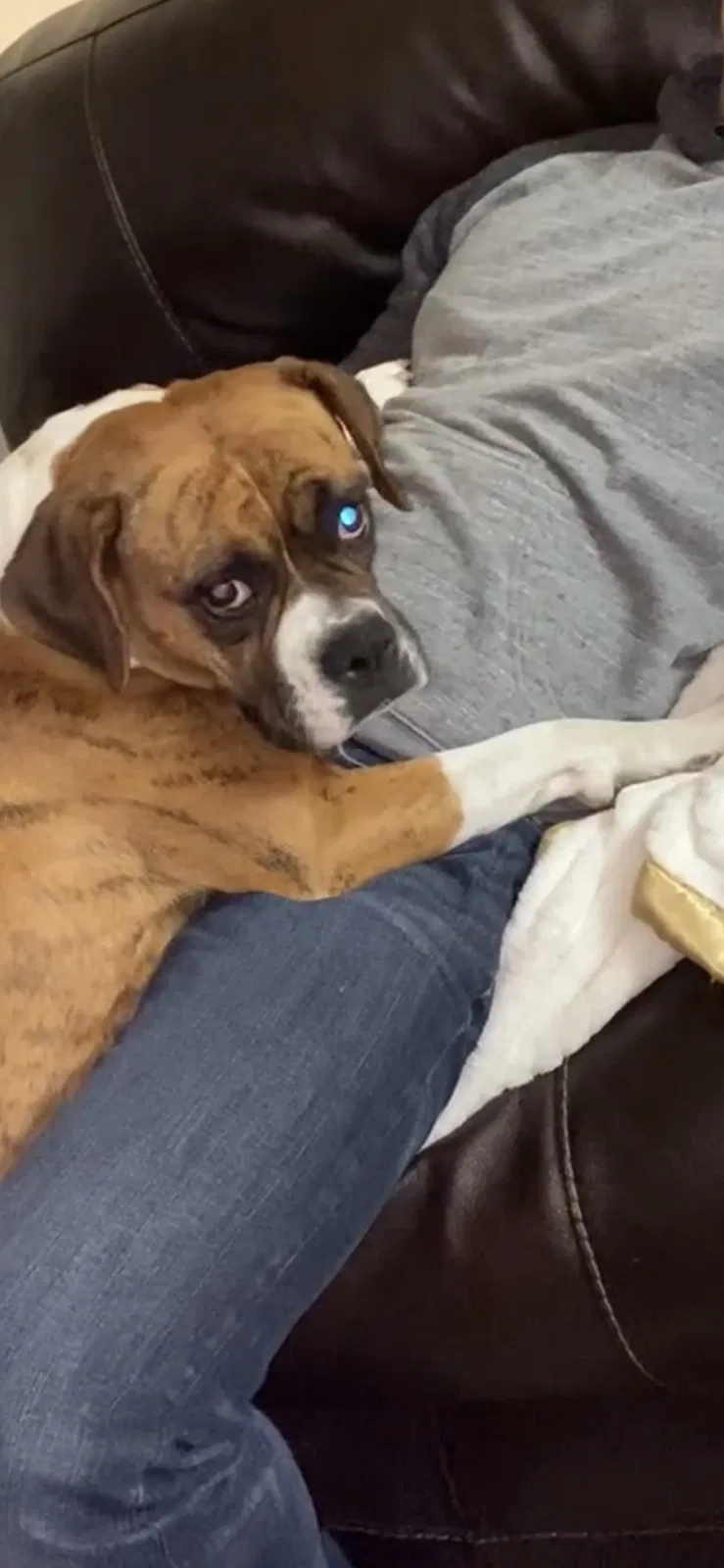 Lost dog in Penitas, TX, 78576
