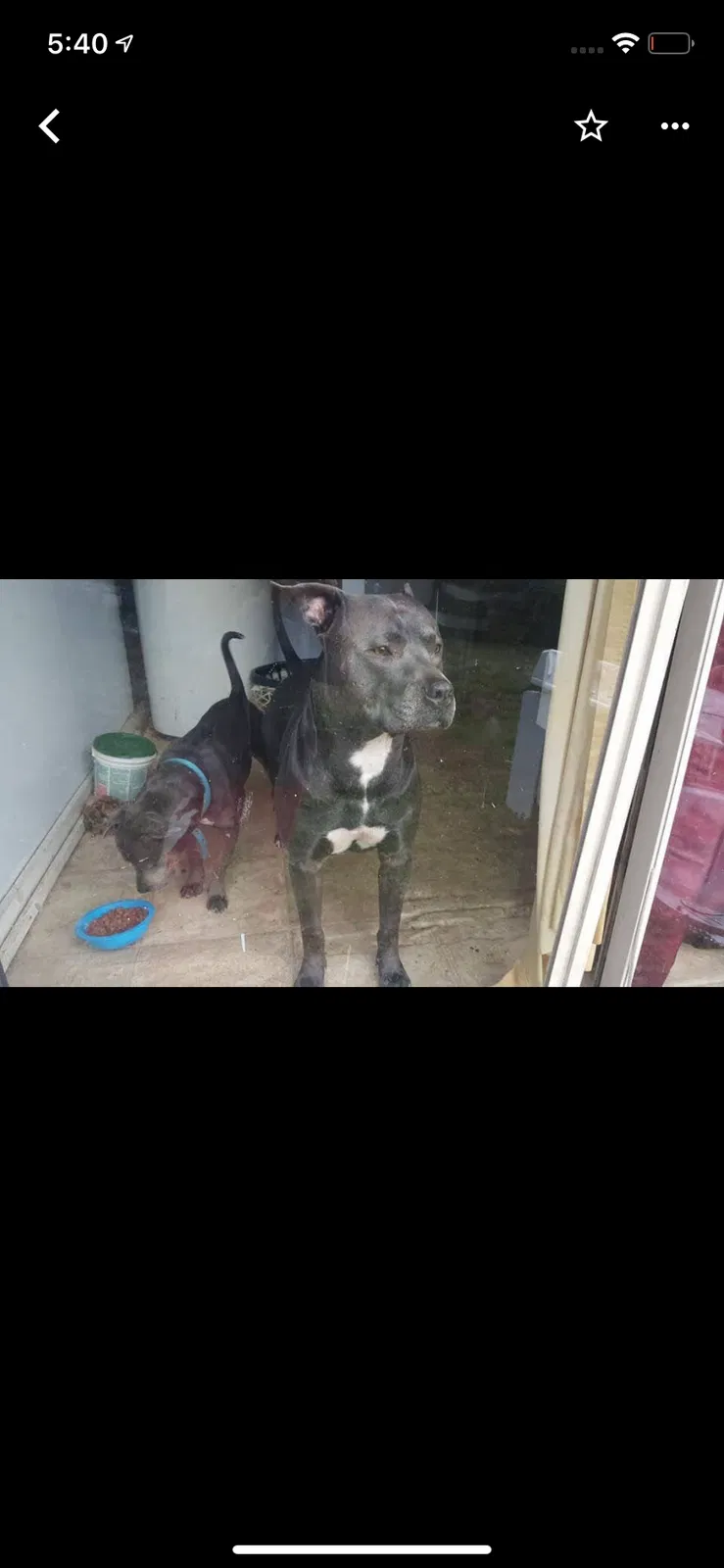 Lost dog in La Follette, TN, 37766
