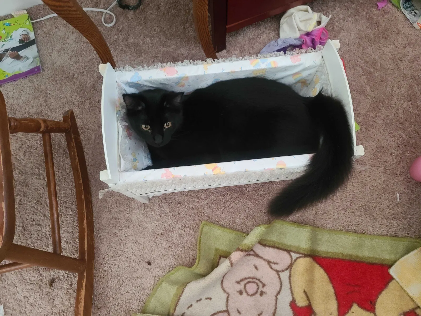 Lost cat in Norfolk, VA, 23504