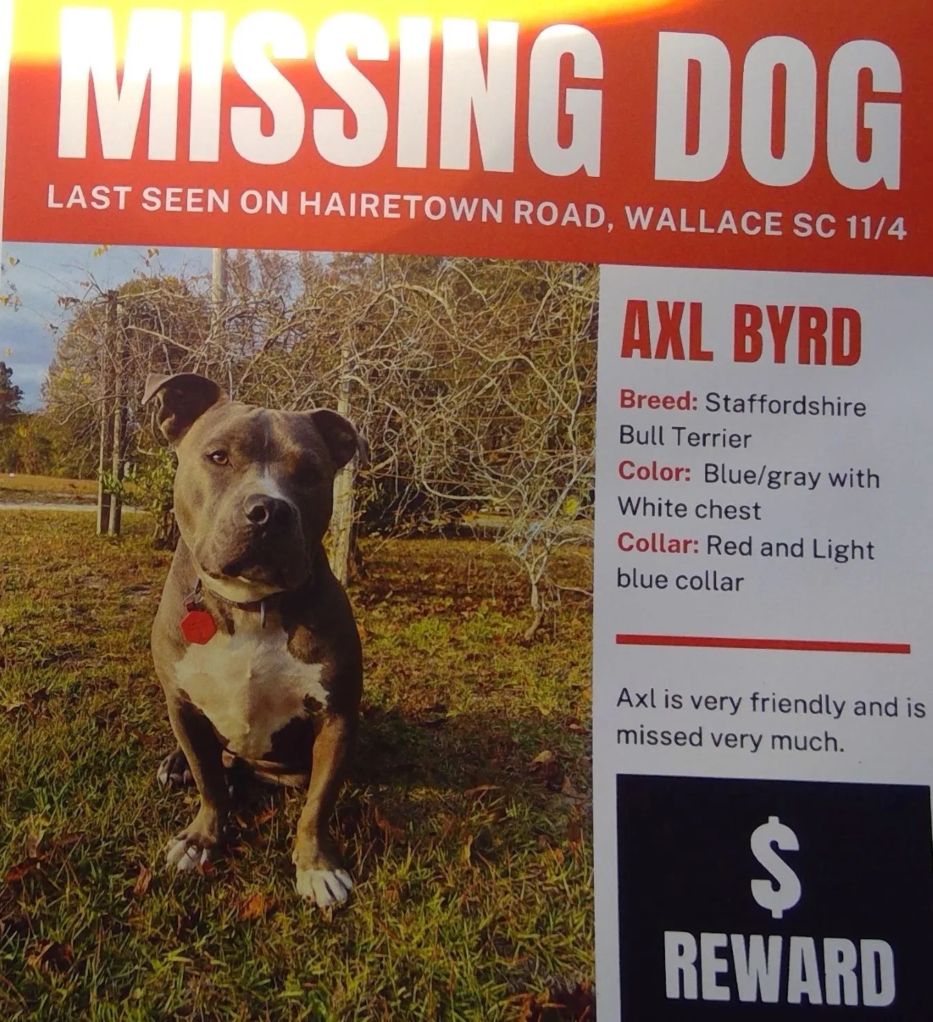 Lost dog in Wallace, SC, 29596
