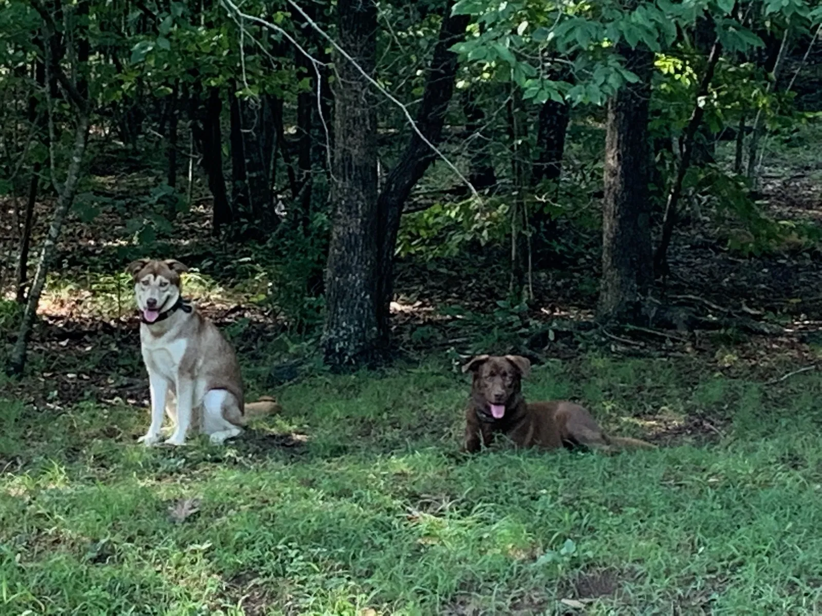 Lost dog in Malvern, AR, 72104