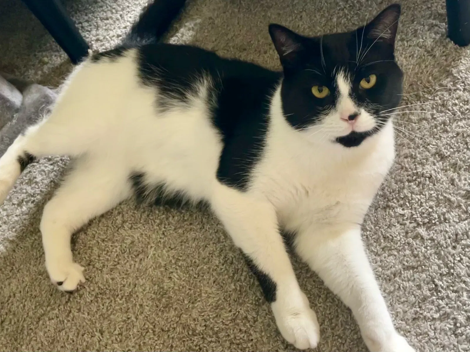 Lost cat in Detroit, MI, 48207
