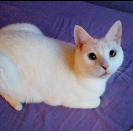 Lost cat in Highland Park, IL, 60035