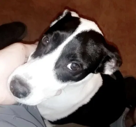 Lost dog in Lawton, OK, 73507