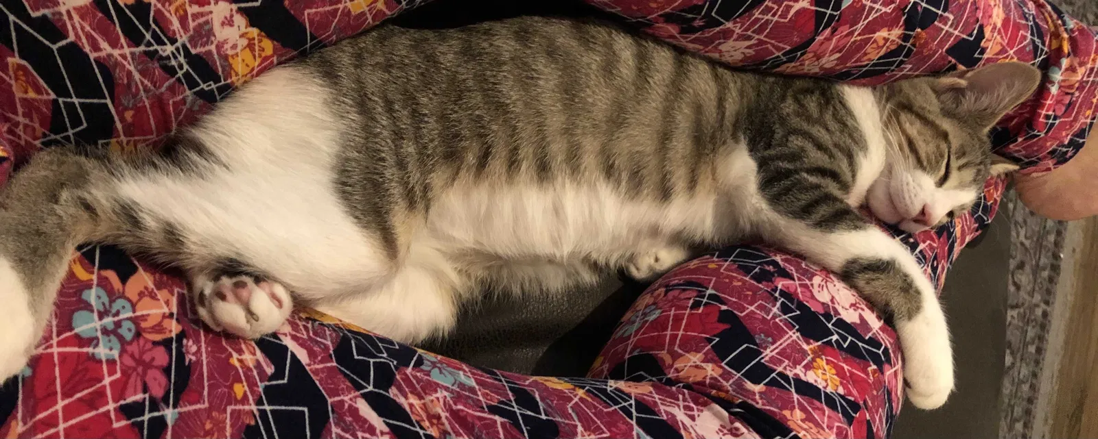 Lost cat in Austin, TX, 78729