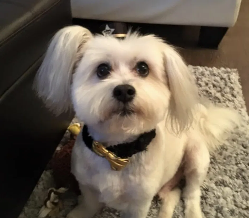 Lost dog in Evans, GA, 30809