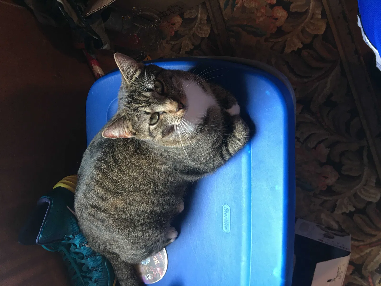 Lost cat in Ranson, WV, 25438