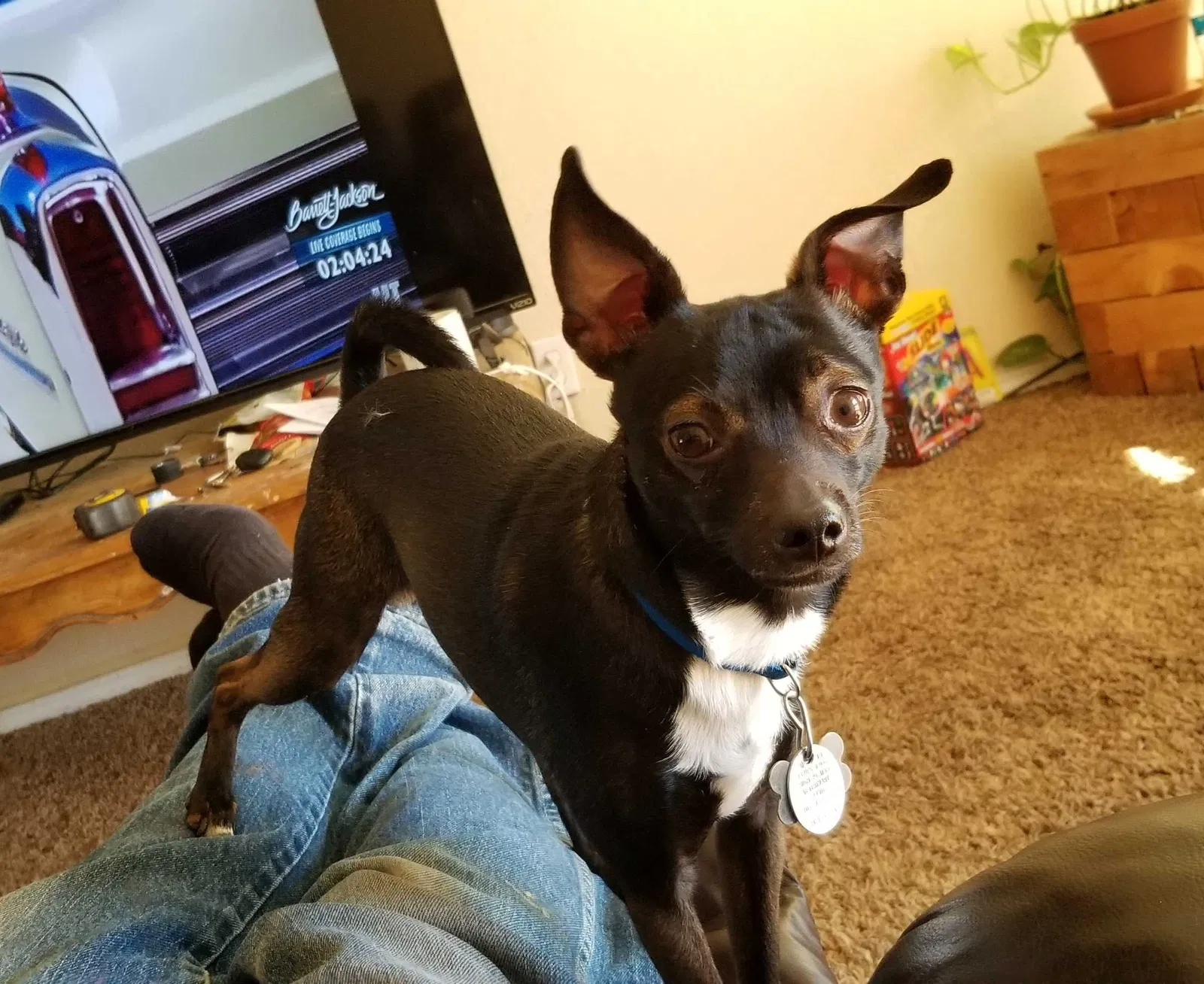 Lost dog in Amarillo, TX, 79107