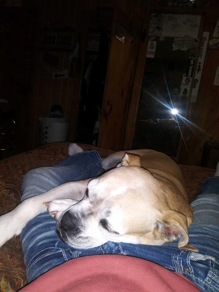 Lost dog in Lawton, OK, 73507