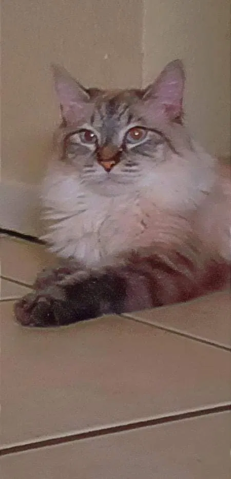 Lost cat in Las Vegas, NV, 89110