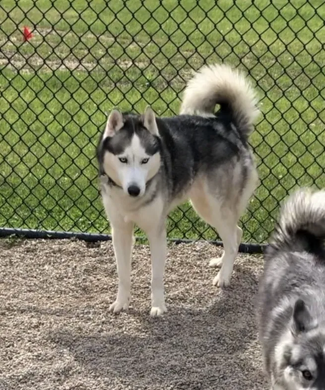 Lost dog in Beaumont, TX, 77707