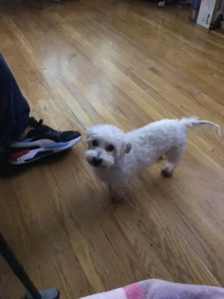 Lost dog in Brooklyn, NY, 11203