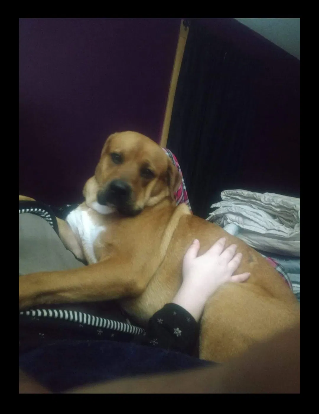 Found dog in Royston, GA, 30662