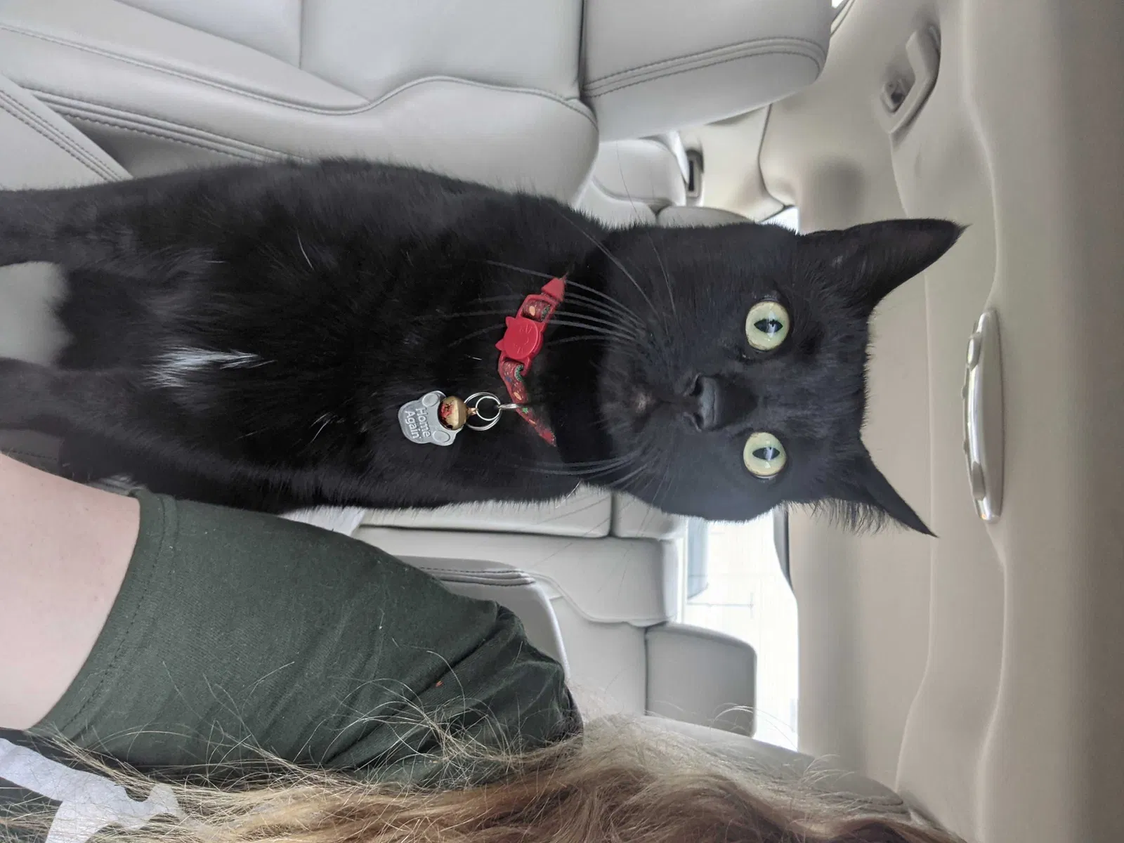 Lost cat in Kenosha, WI, 53144