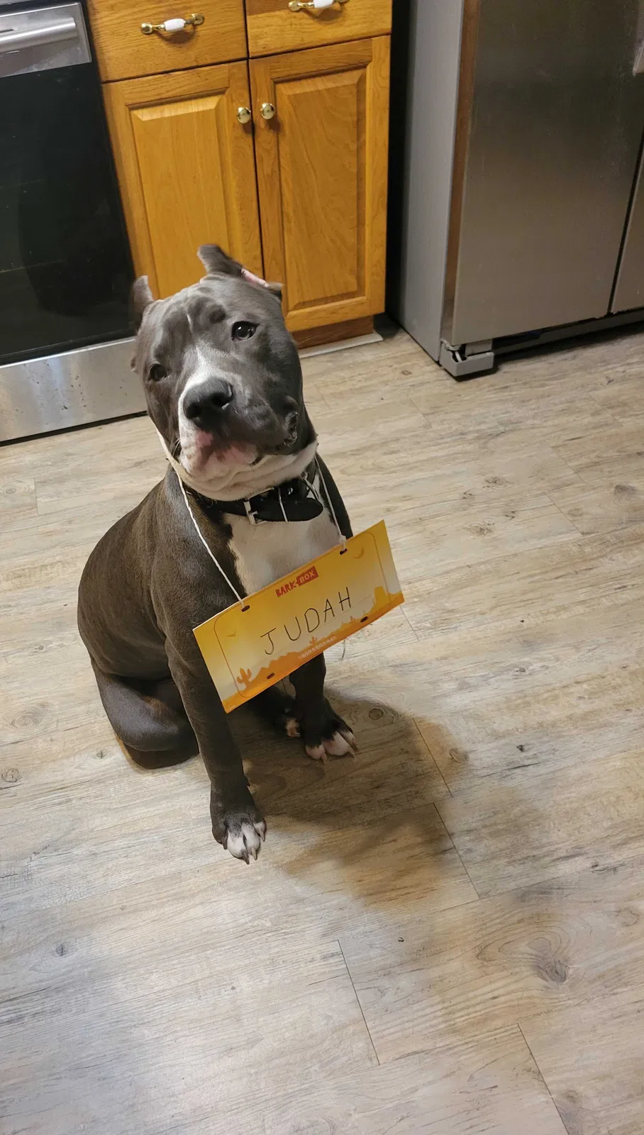 Lost dog in Tallahassee, FL, 32305
