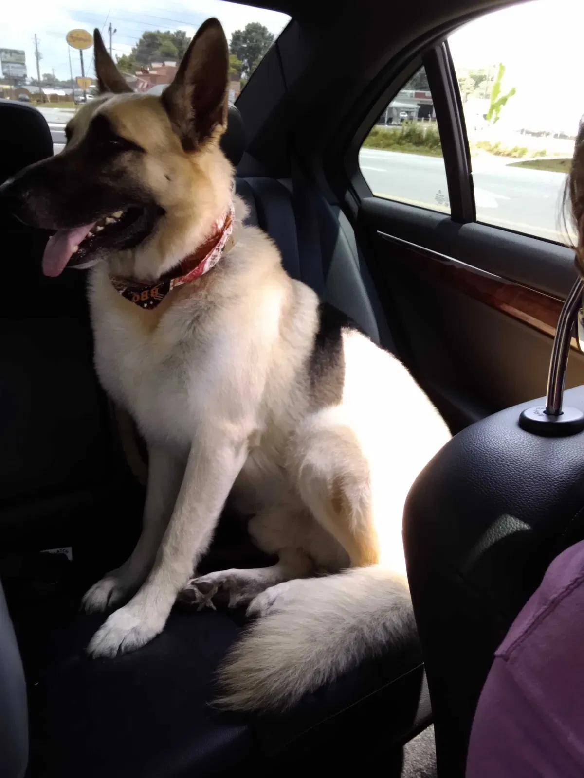 Lost dog in Adairsville, GA, 30103