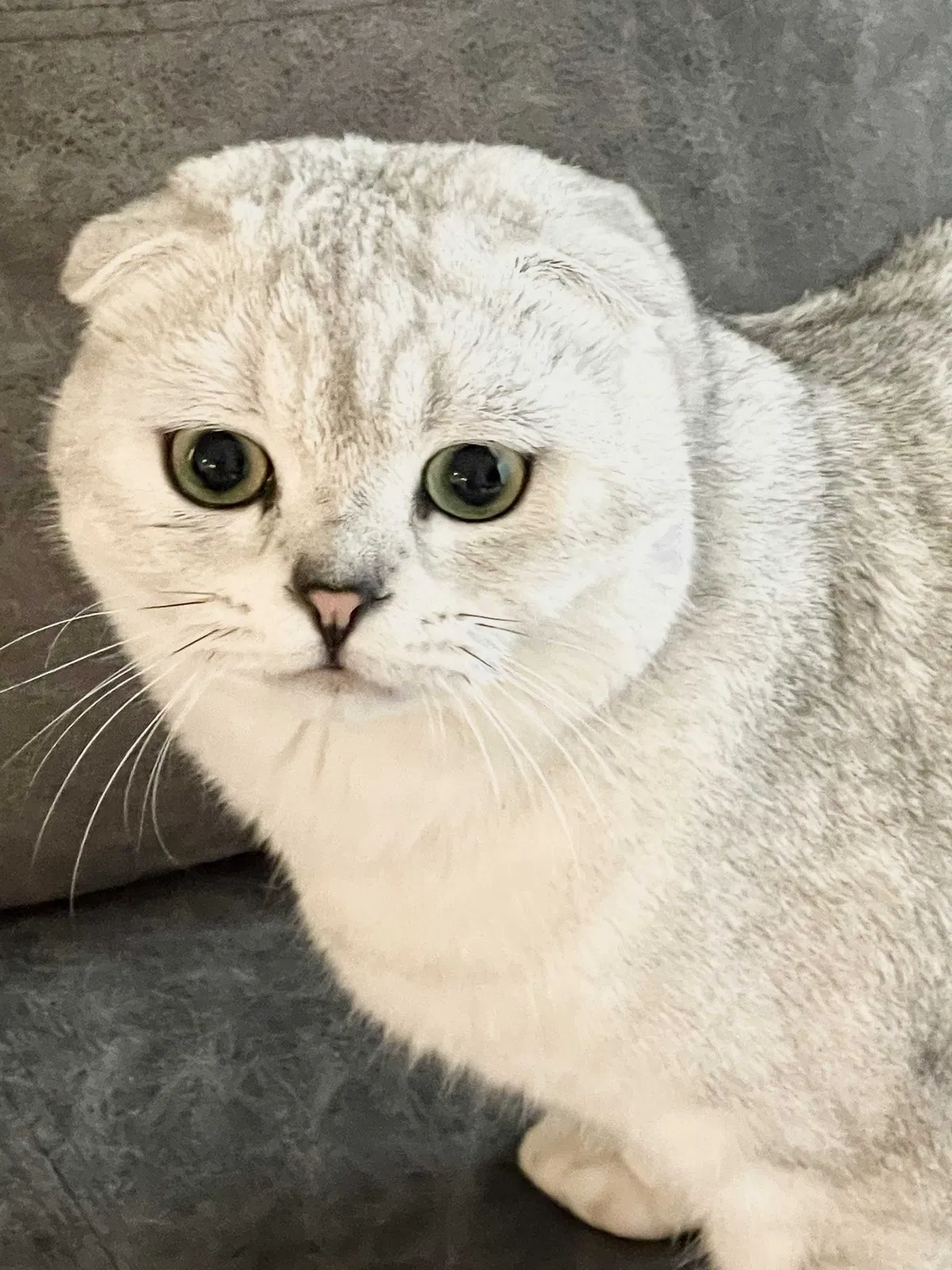 Lost cat in Los Angeles, CA, 90046