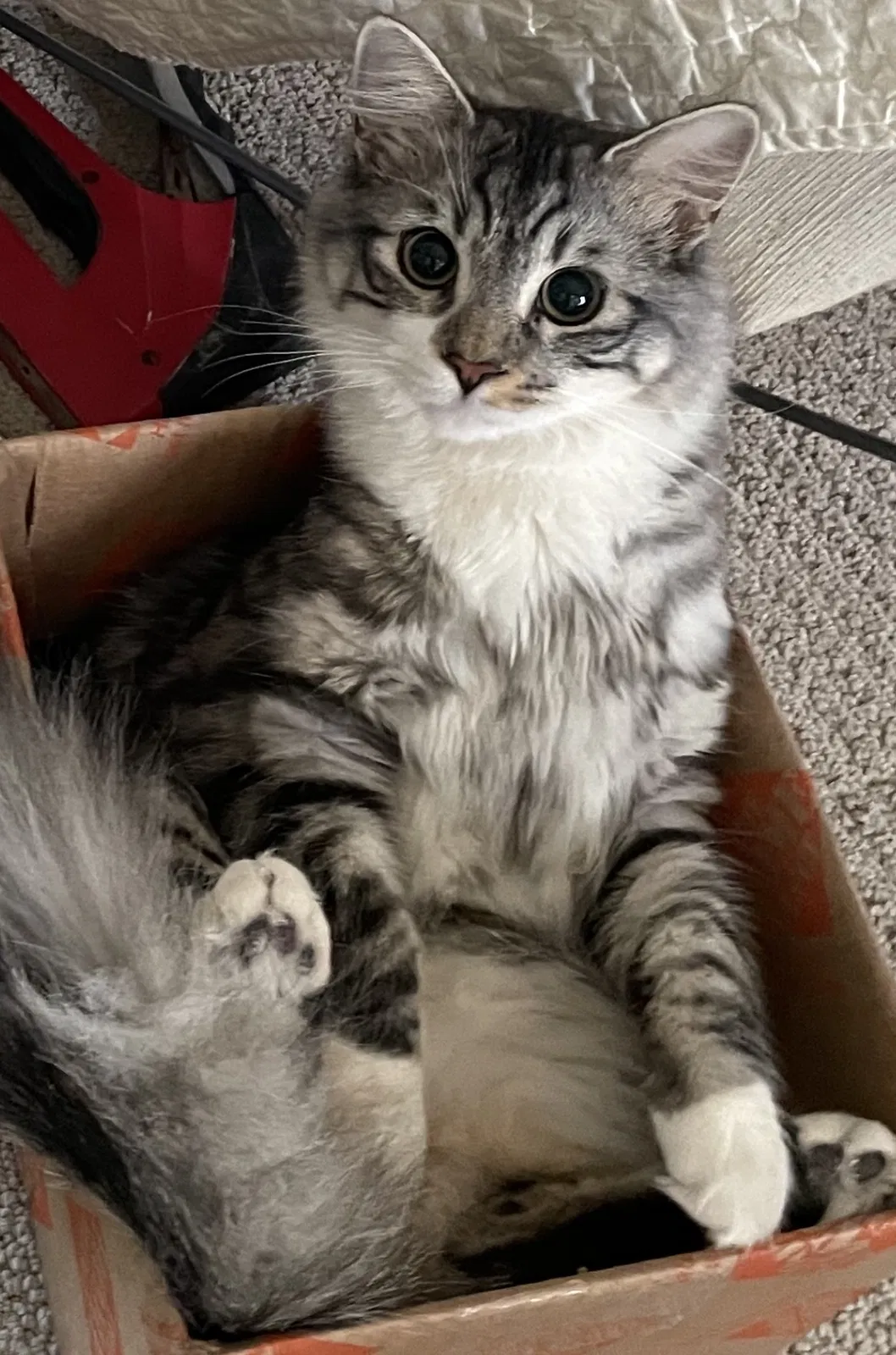 Lost cat in Corona, CA, 92879