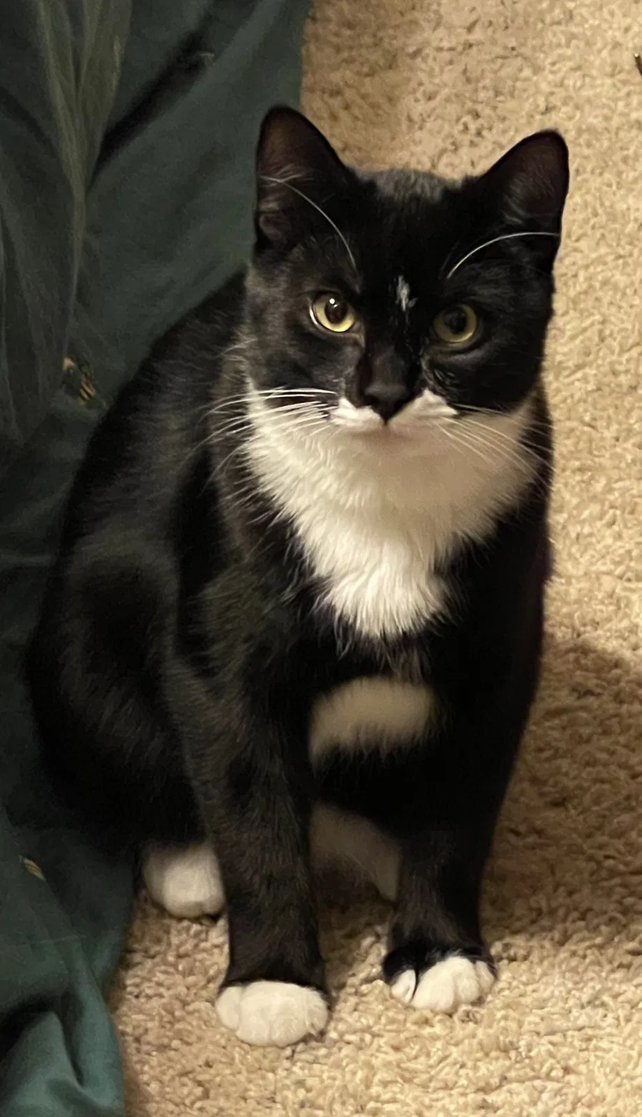 Lost cat in Edmond, OK, 73012