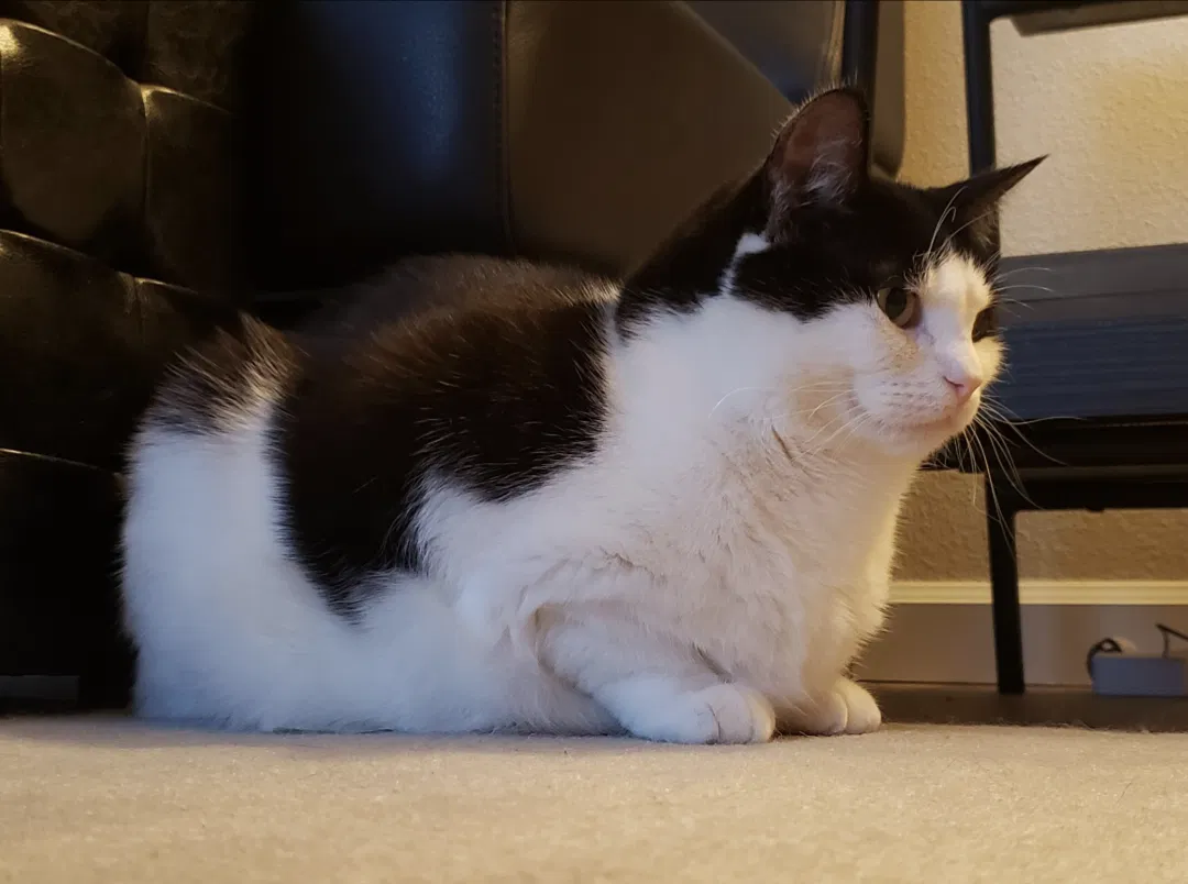 Lost cat in Happy Valley, OR, 97086