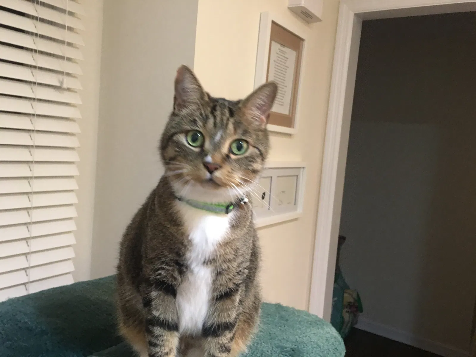 Lost cat in New Canaan, CT, 6840