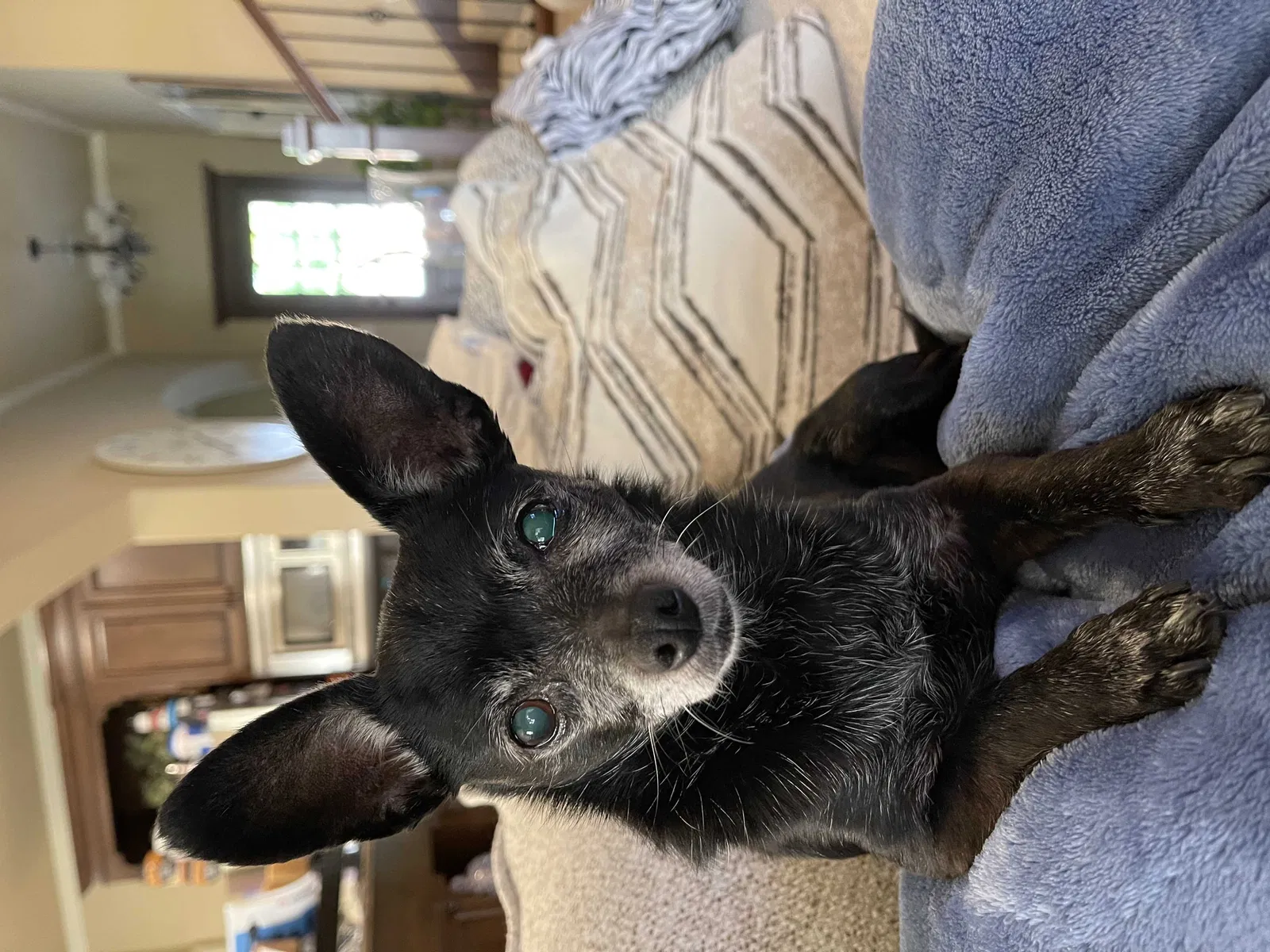 Lost dog in Tulsa, OK, 74133