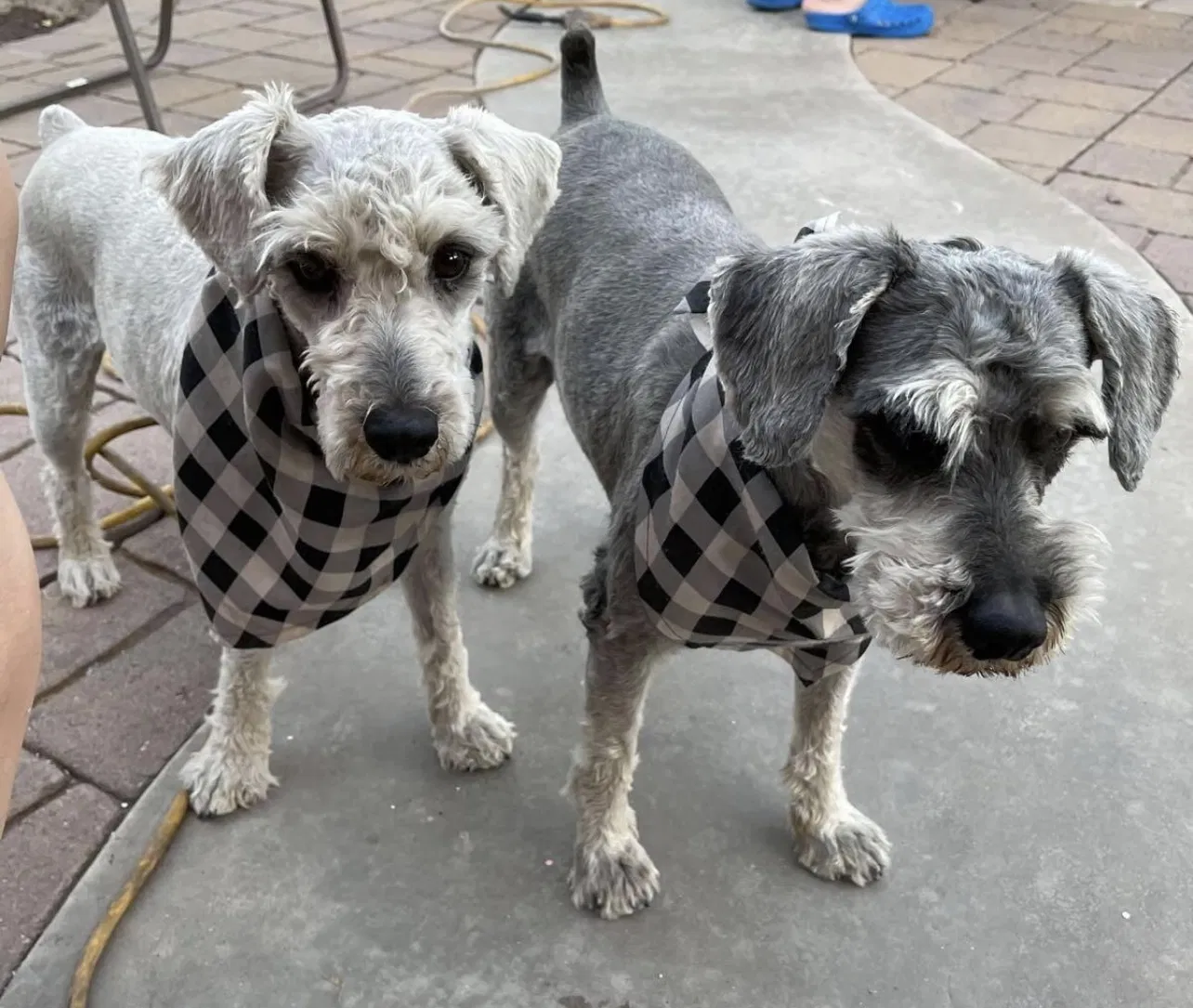 Lost dog in Tucson, AZ, 85746