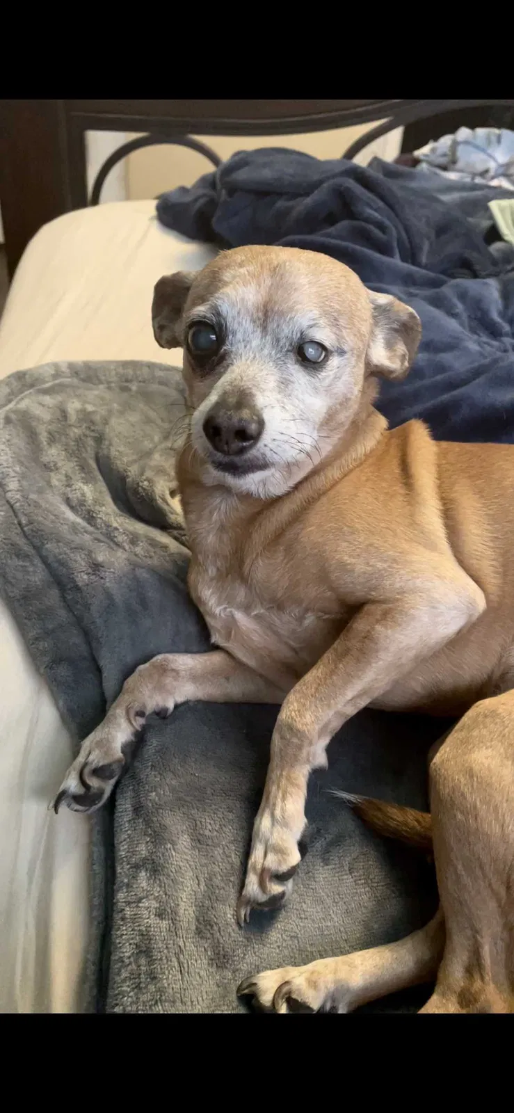 Lost dog in Albuquerque, NM, 87112