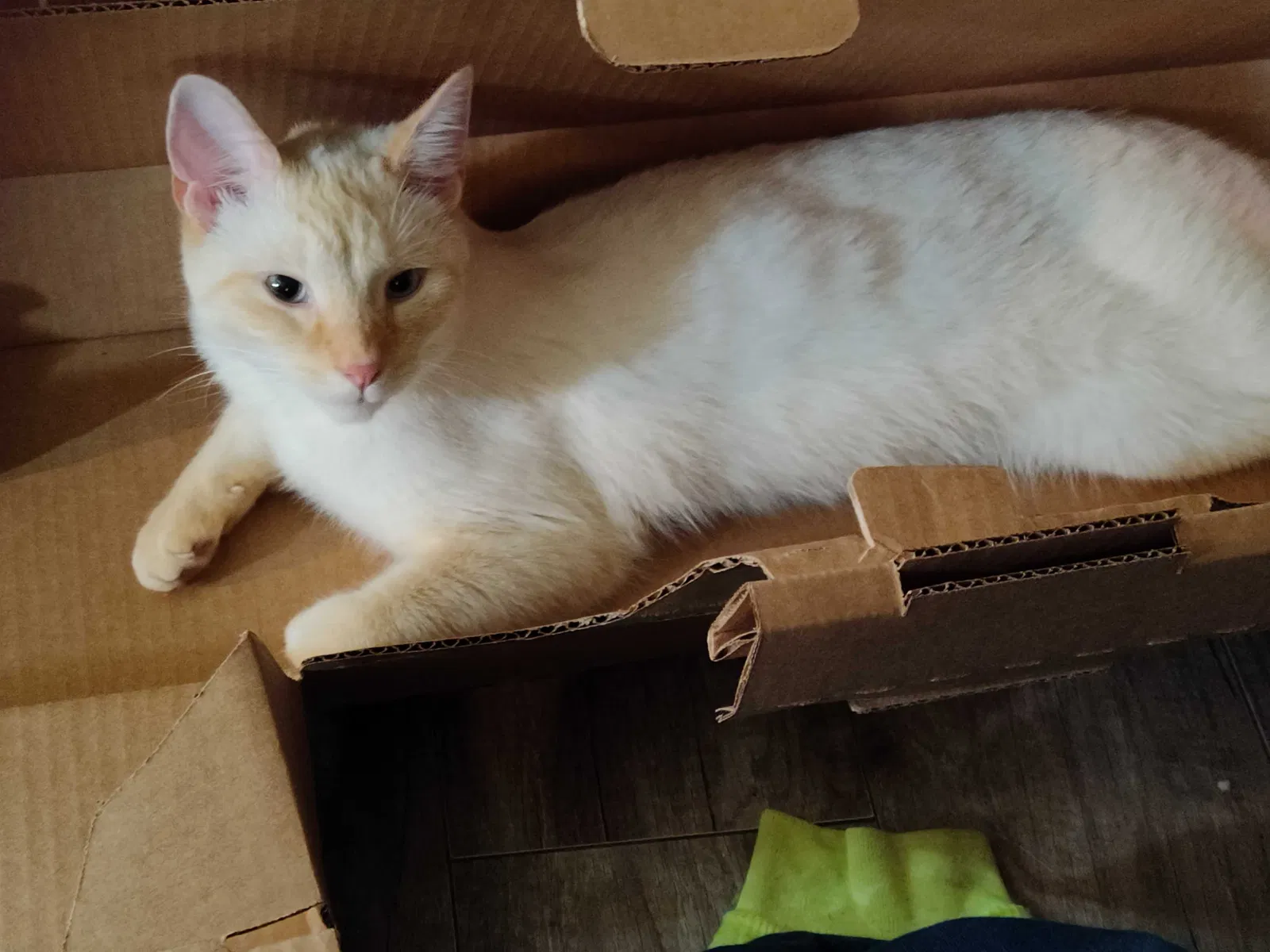 Lost cat in Mount Morris, MI, 48458
