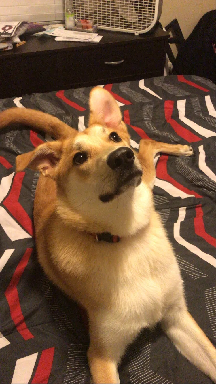 Lost dog in Savannah, GA, 31419