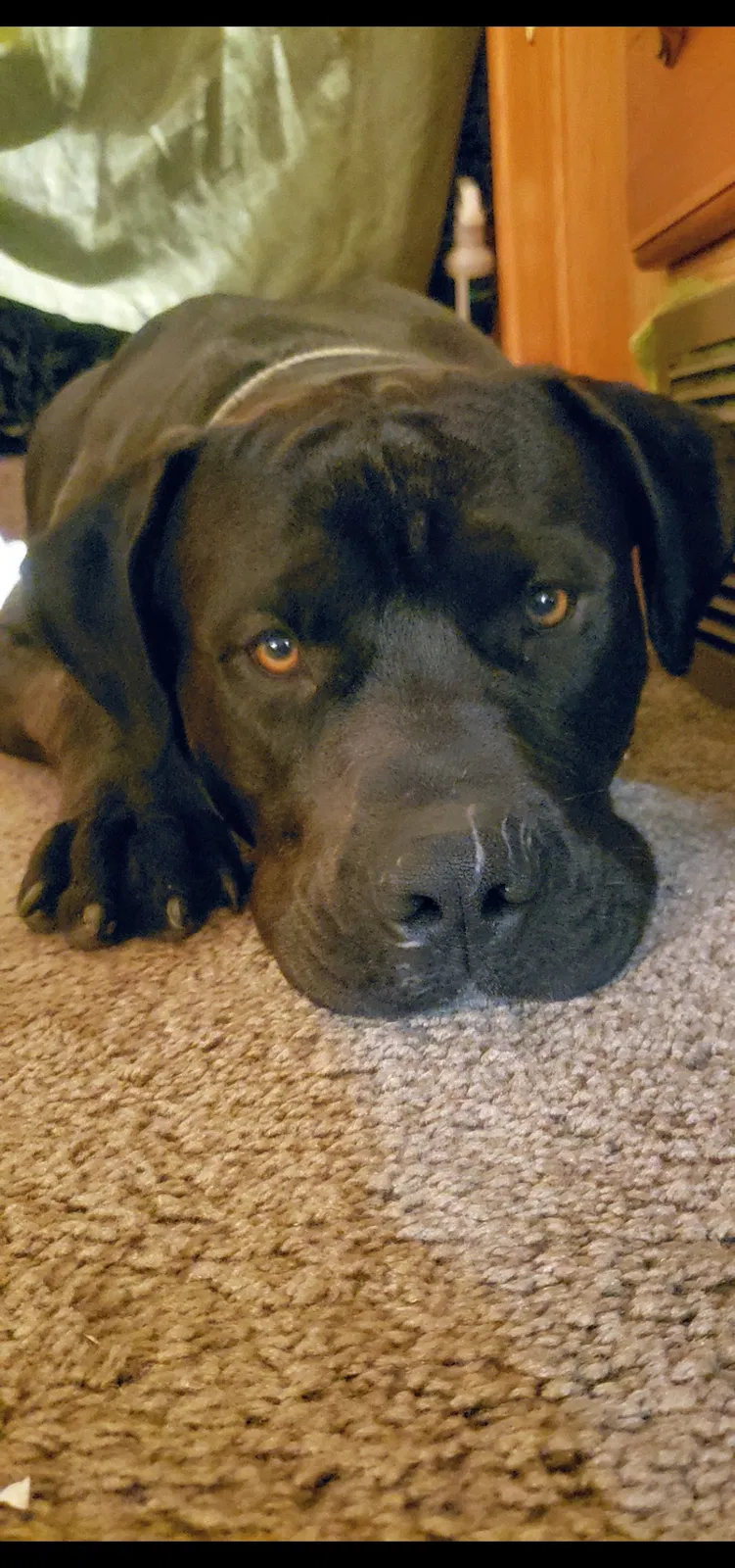 Lost dog in Wichita, KS, 67226