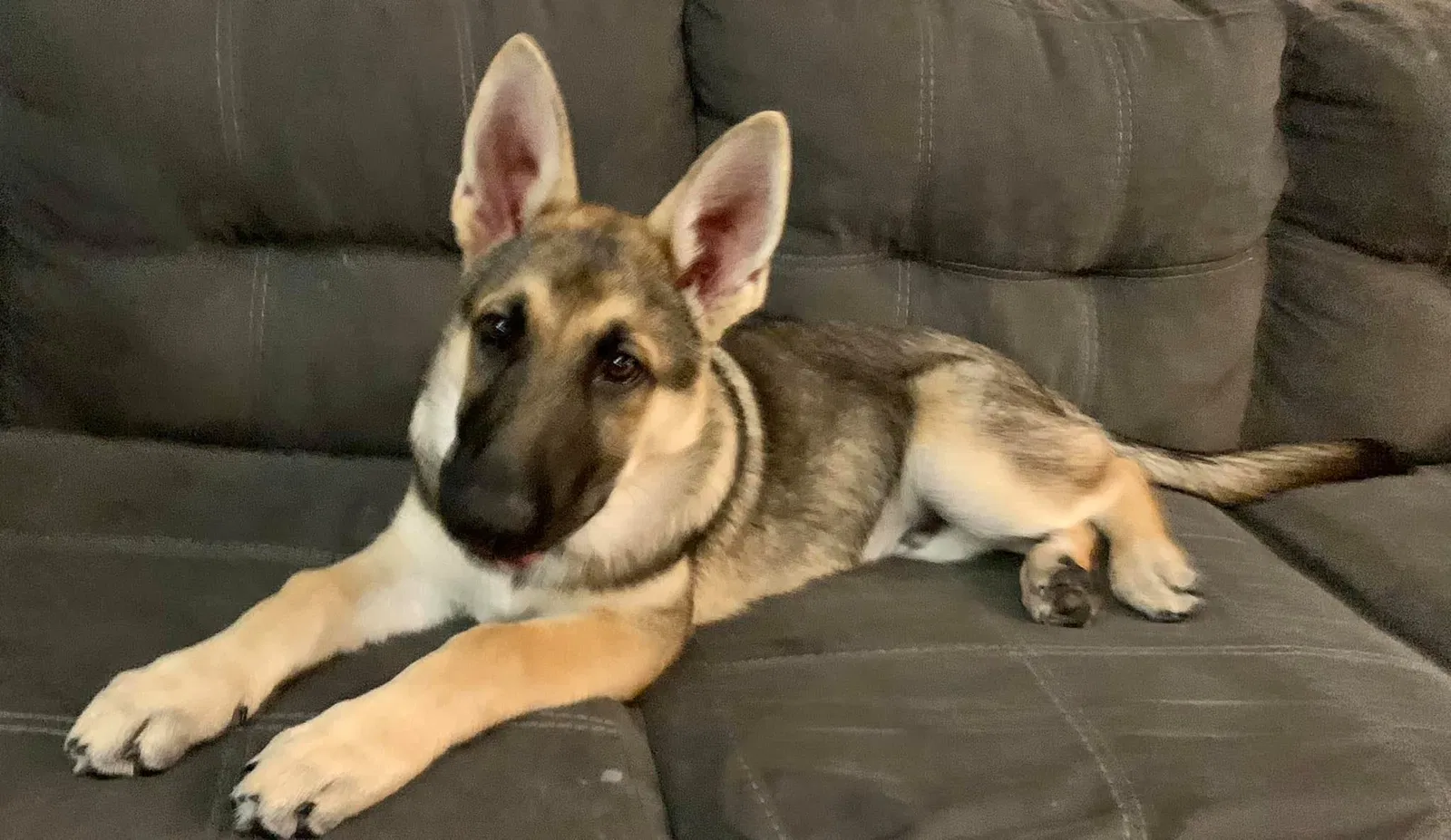 Lost dog in Mechanicsville, VA, 23111