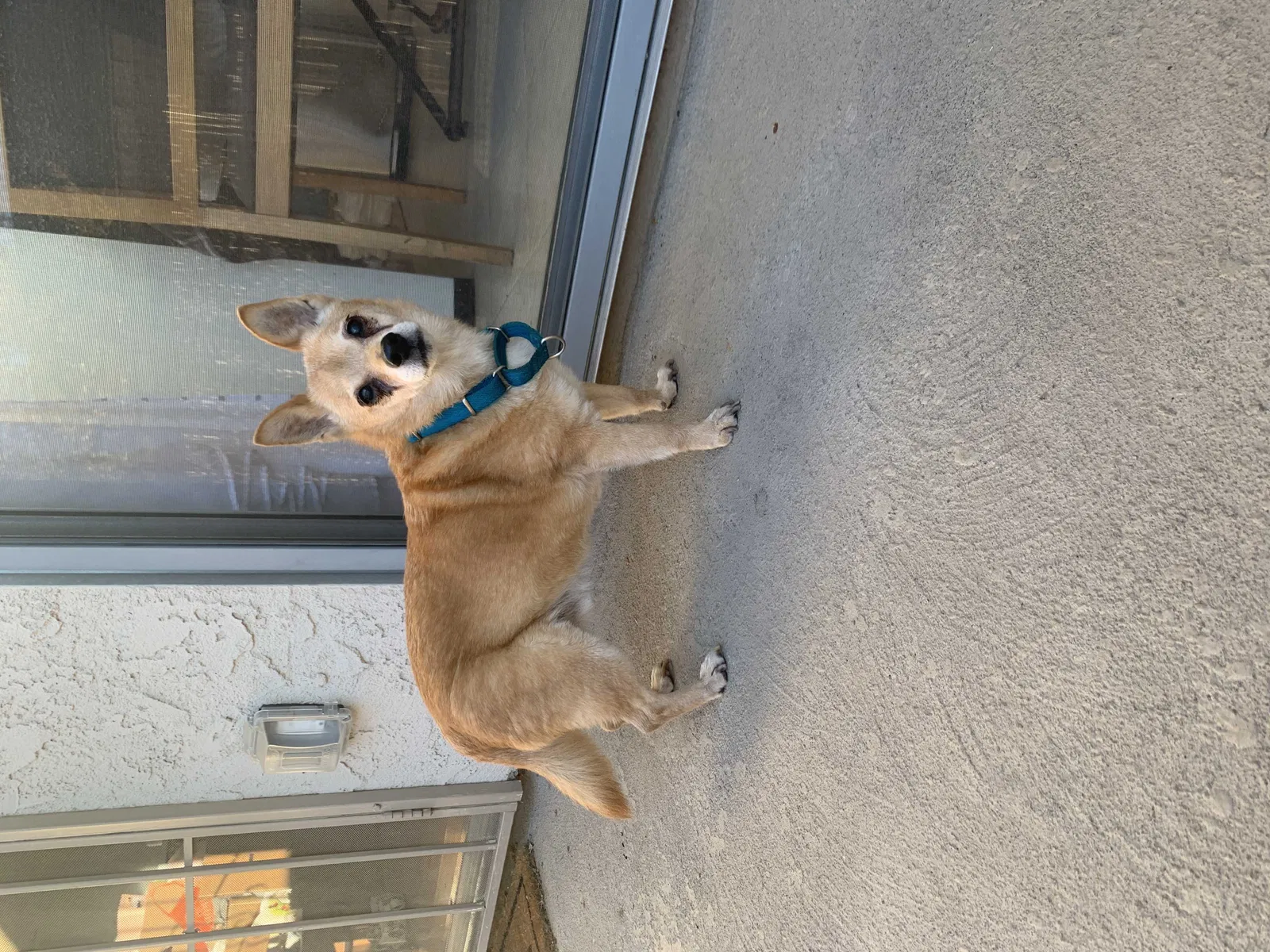 Found dog in Hacienda Heights, CA, 91745