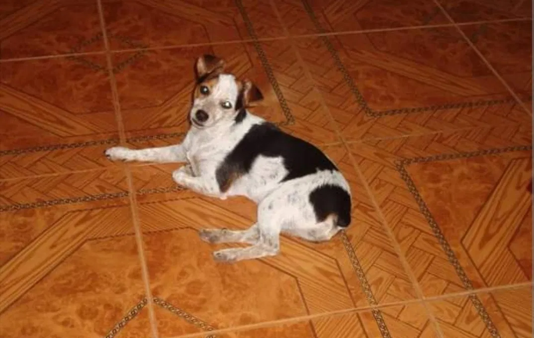 Lost dog in Mesquite, TX, 75150