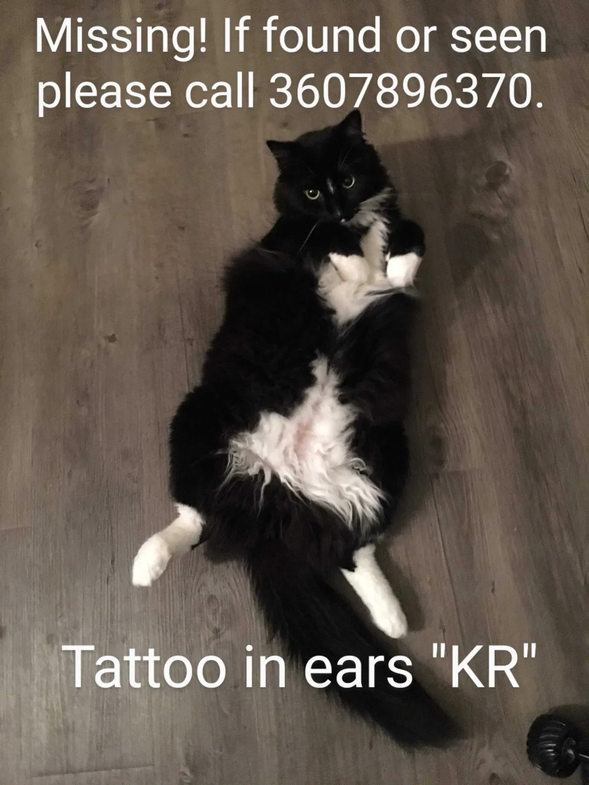Lost cat in Rochester, WA, 98579
