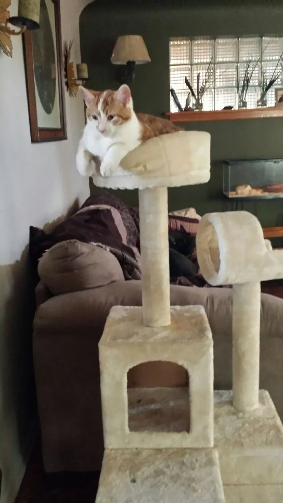 Lost cat in Denver, CO, 80214