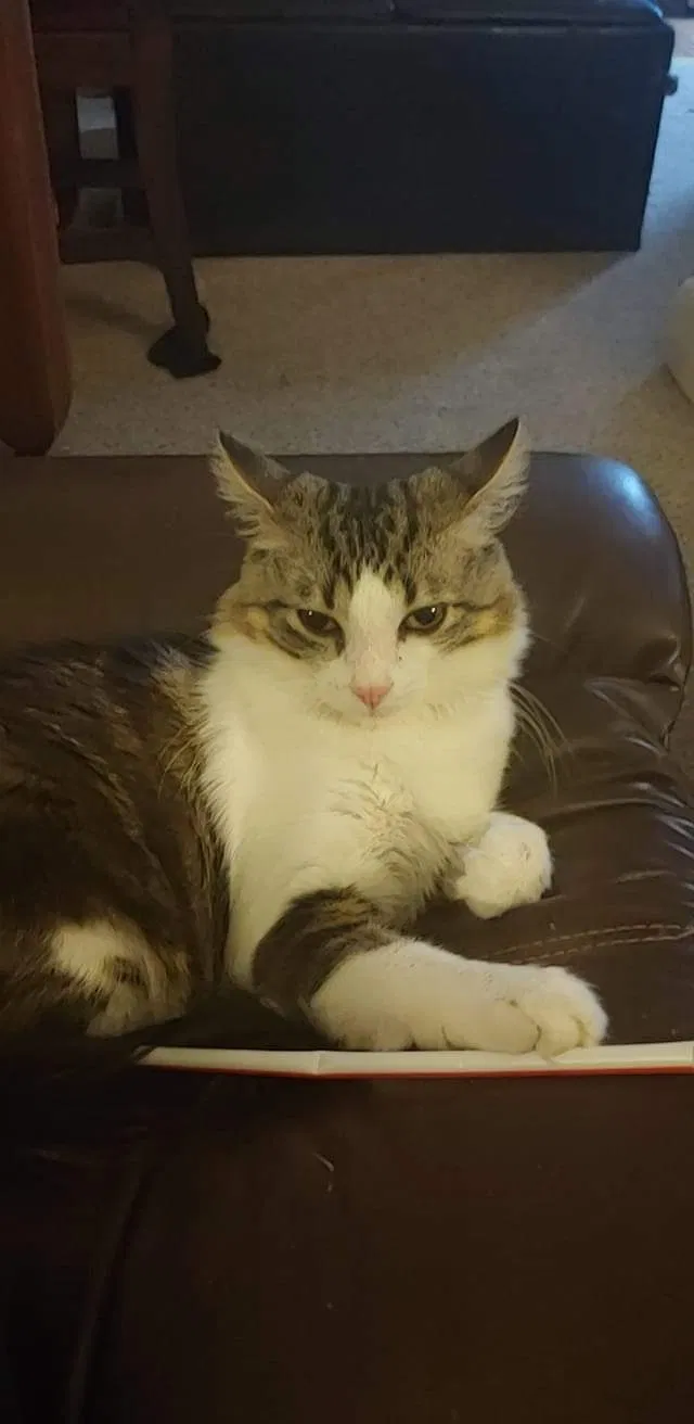 Lost cat in Nicholasville, KY, 40356