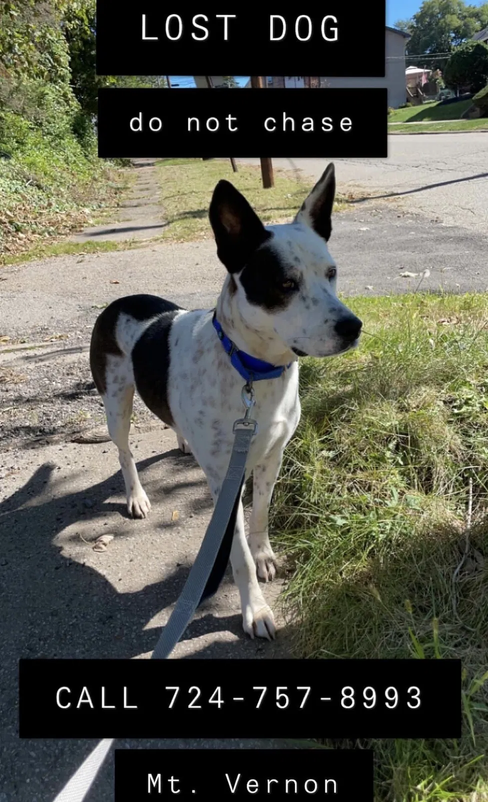 Lost dog in New Kensington, PA, 15068