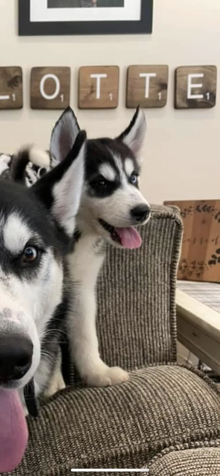 Lost dog in Liberty, NC, 27298