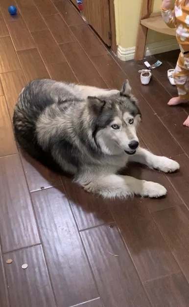 Lost dog in Fullerton, CA, 92831