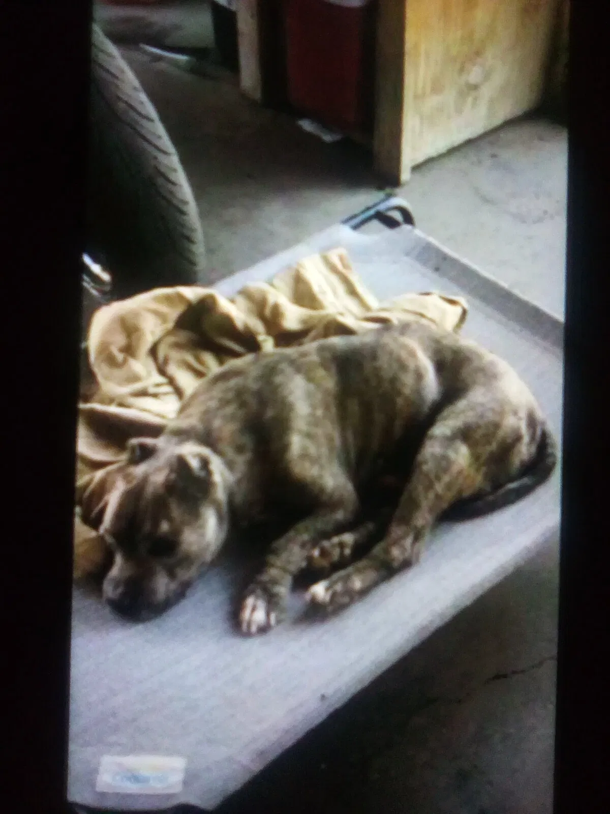 Lost dog in Bakersfield, CA, 93301