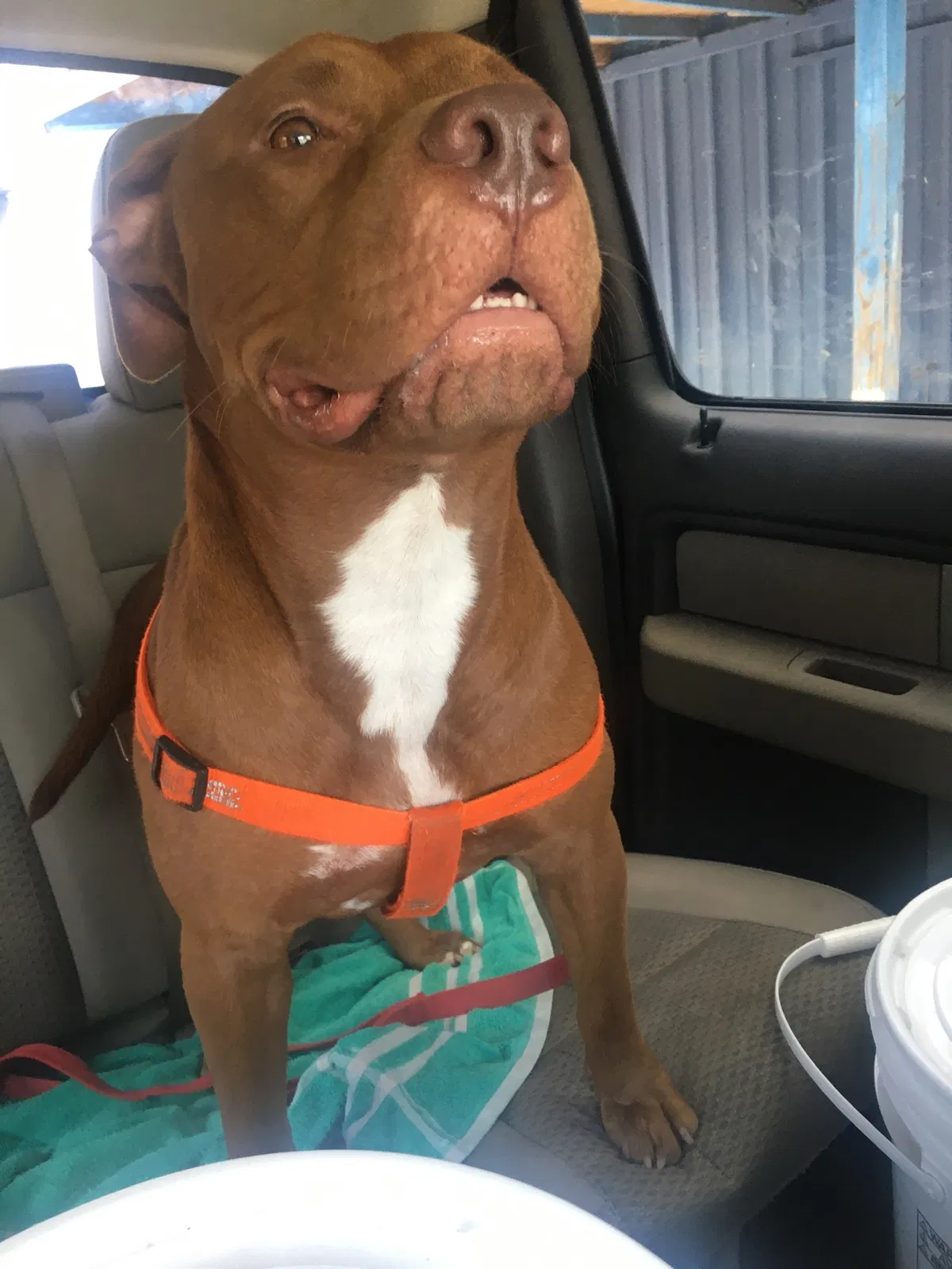 Lost dog in Pasadena, TX, 77502