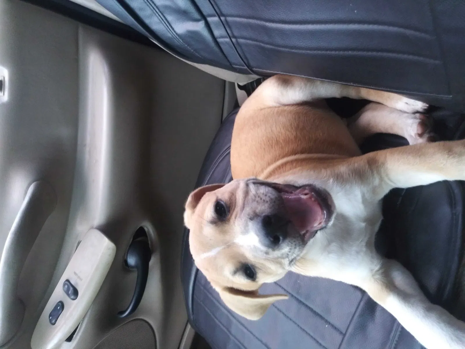 Lost dog in Fort Worth, TX, 76111
