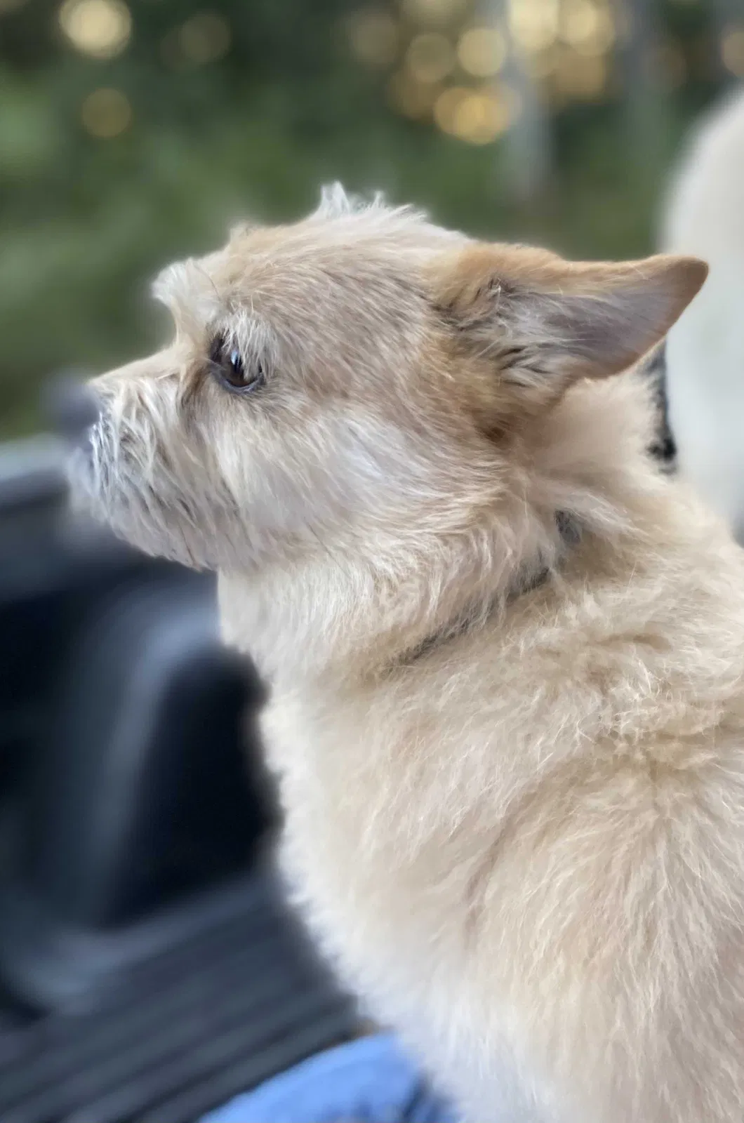 Lost dog in Charleston, TN, 37310