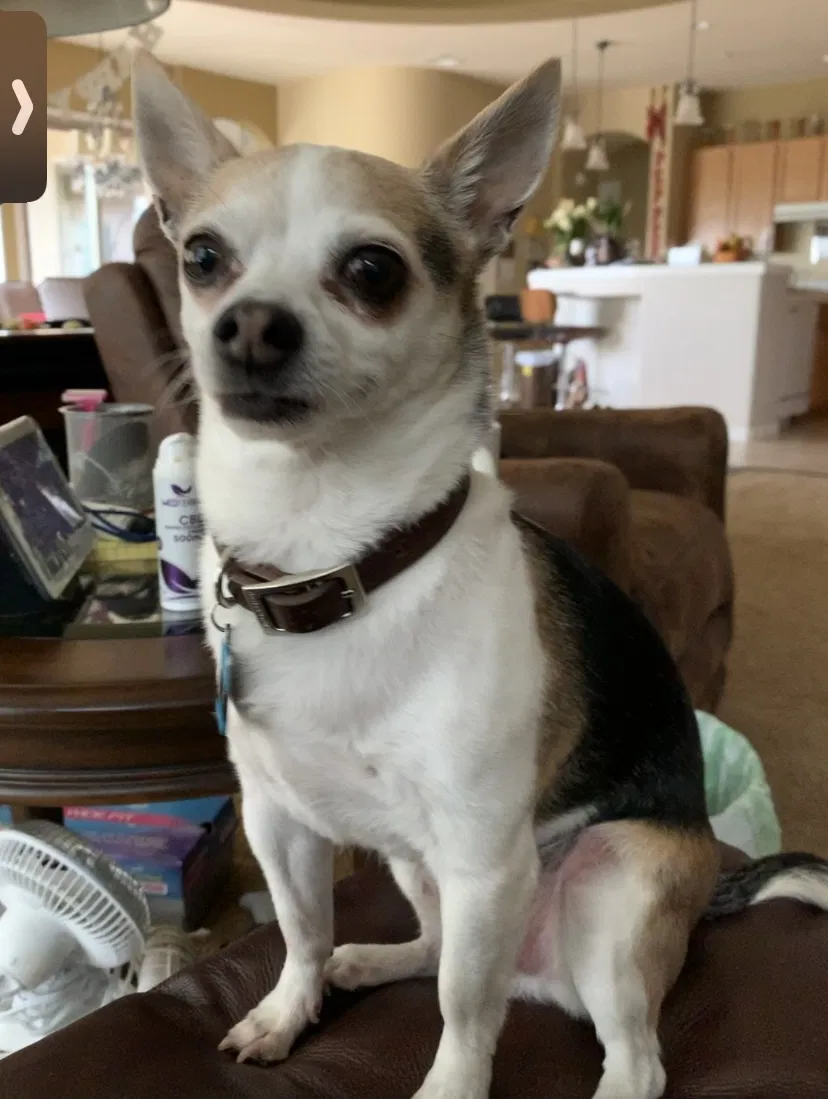 Lost dog in Fresno, CA, 93722